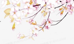 樱花漫画图,一场春日里的浪漫邂逅